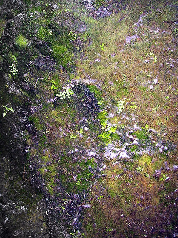 Fotos Höhlen in Hawaiis Wäldern | 