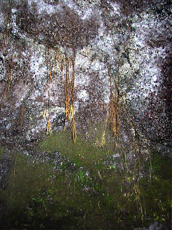 Foto Höhlen in Hawaiis Wäldern