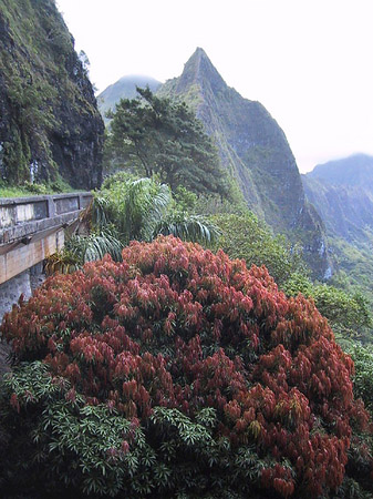 Fotos Pflanzen auf Oahou