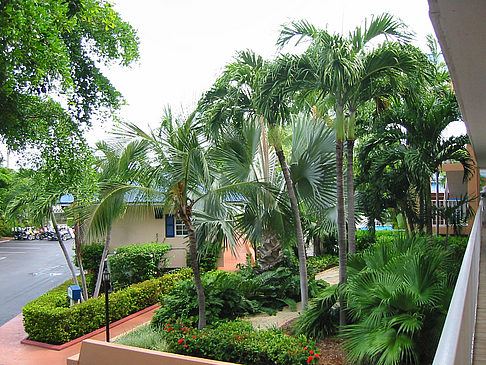 Palmen am Straßenrand Fotos