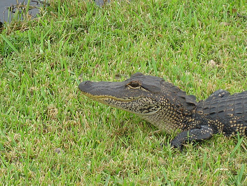 Krokodil Fotos