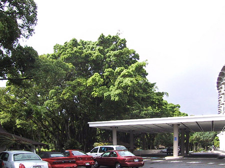 Foto Hawaiis Straßenränder - 