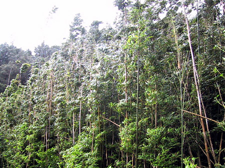 Foto Pflanzen auf Oahou