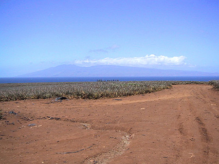 Foto Pflanzen in der Wüstenlandschaft