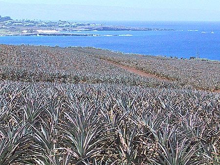 Pflanzen in der Wüstenlandschaft