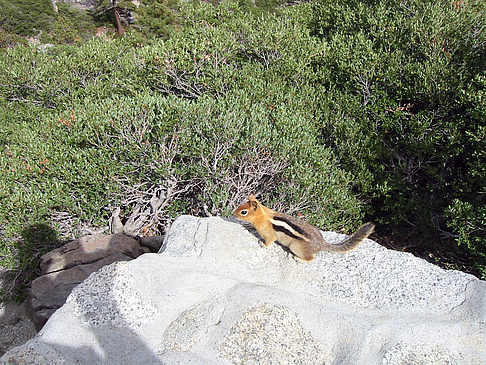 Lake Tahoe Fotos